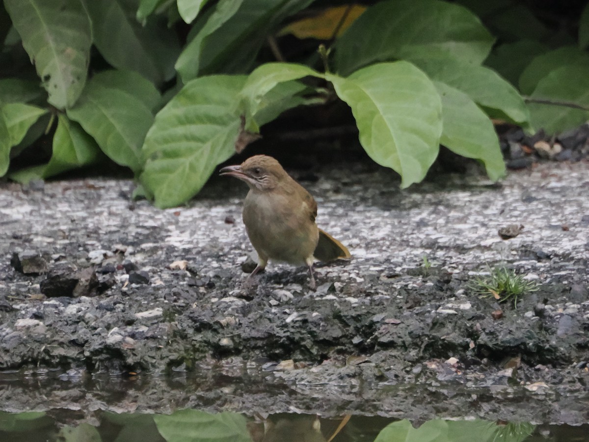 Strichelwangenbülbül - ML645424432