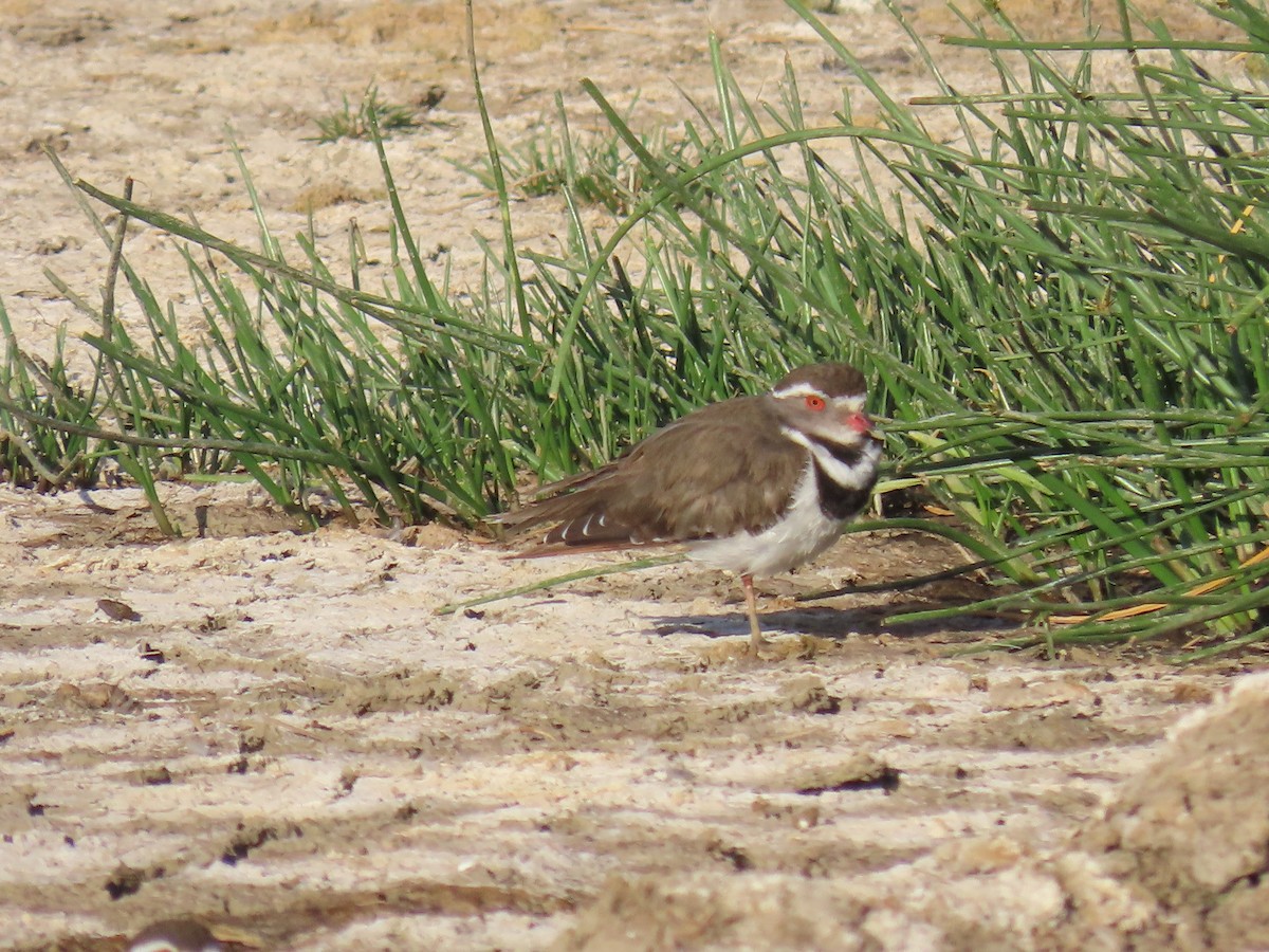Three-banded Plover - ML645424434
