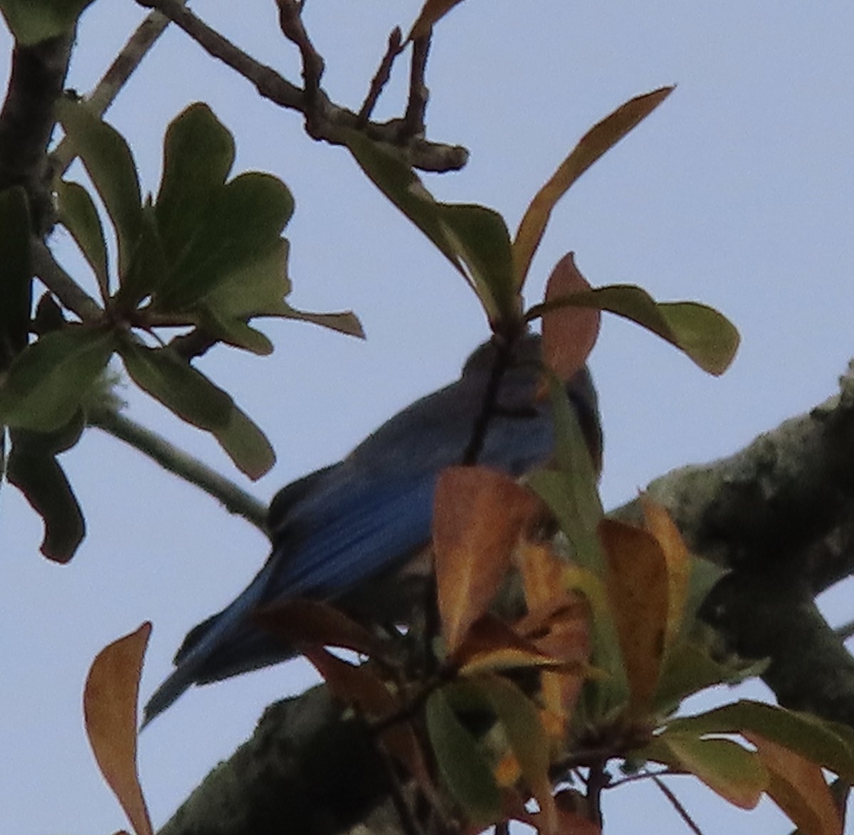 Azulejo Oriental - ML645424439