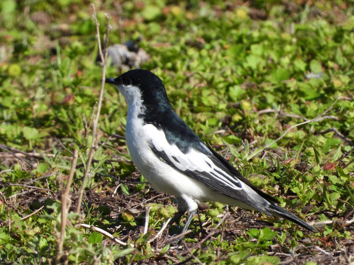 White-winged Triller - ML645424440