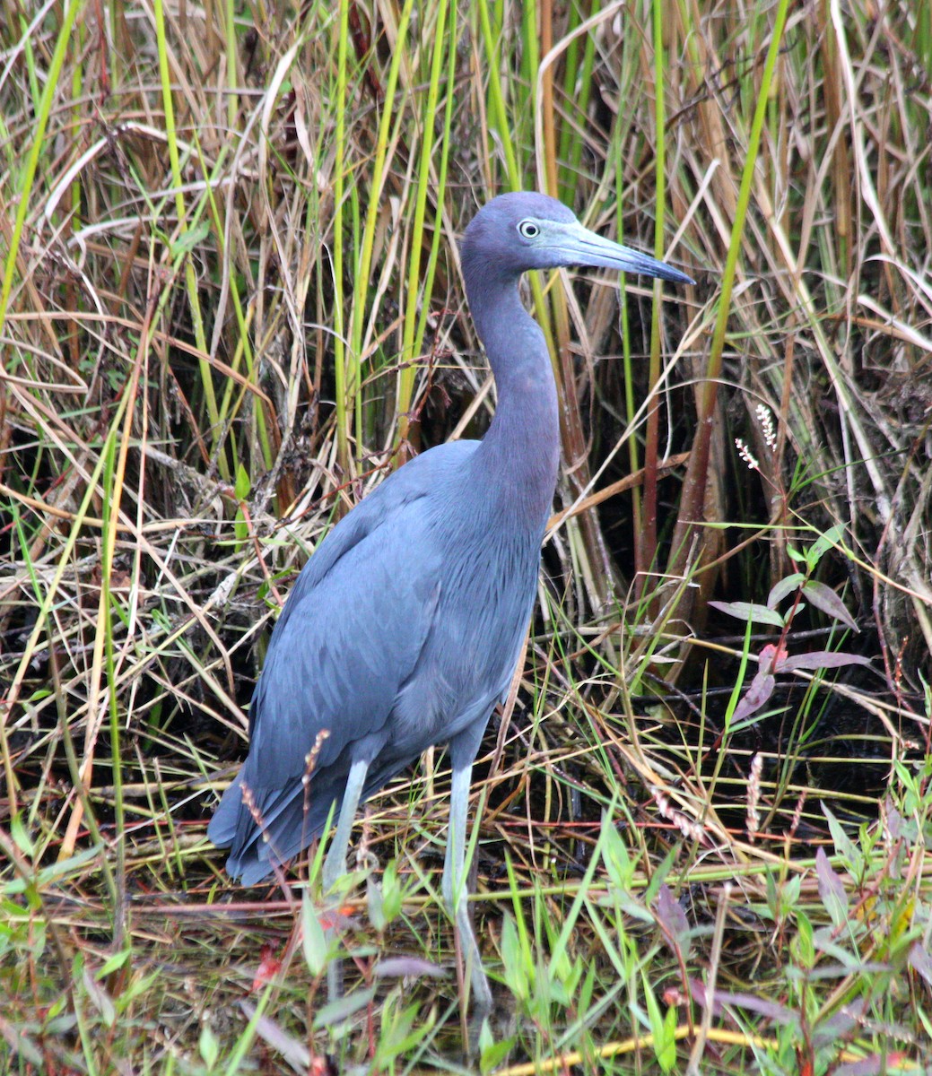 Чепура блакитна - ML645424441