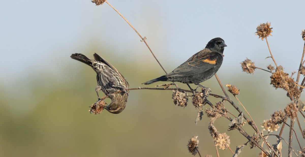 Еполетник червоноплечий - ML645424442