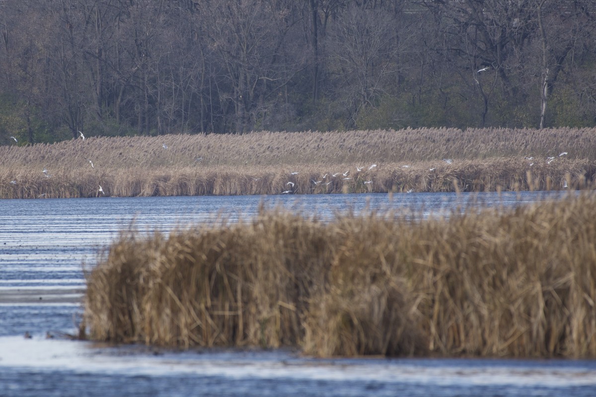 Мартин делаверський - ML645424443