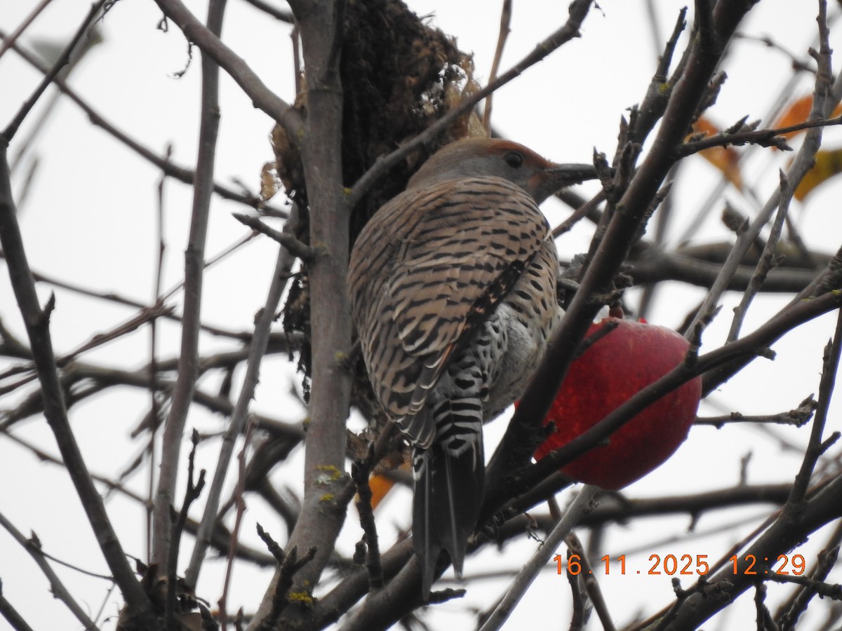 Декол золотистий - ML645424446