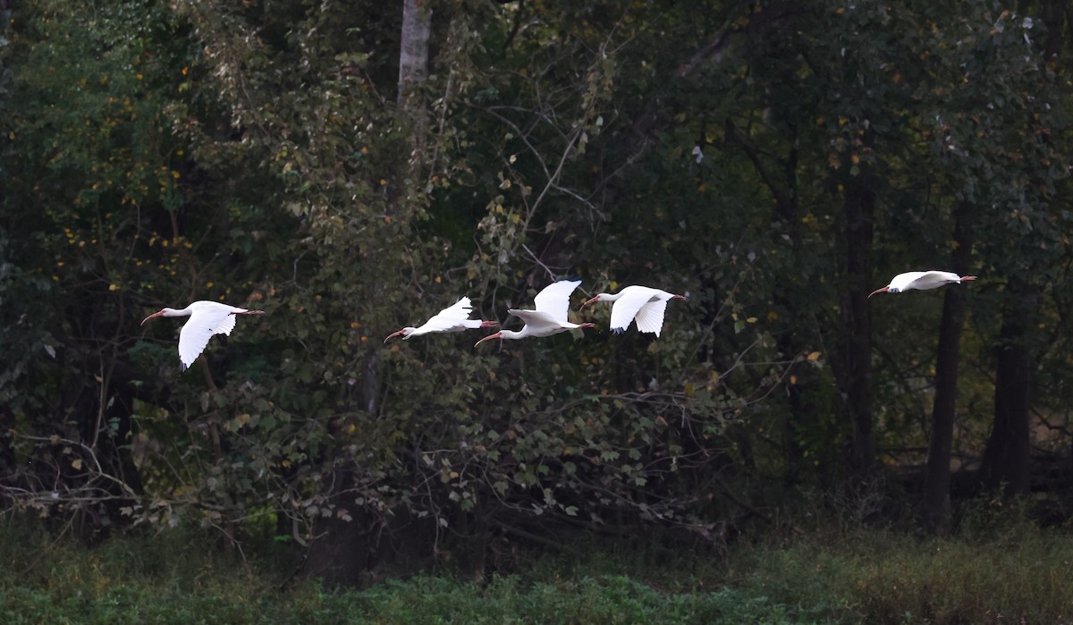 Ібіс білий - ML645424447