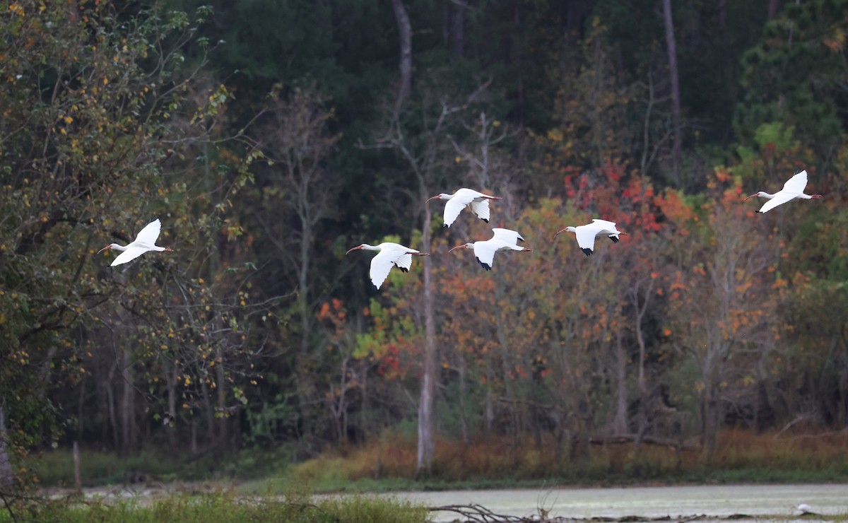 Ібіс білий - ML645424448