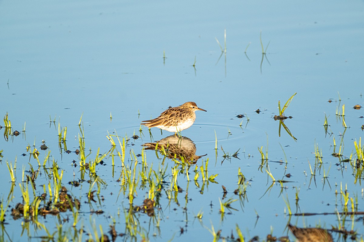 Побережник гострохвостий - ML645424449