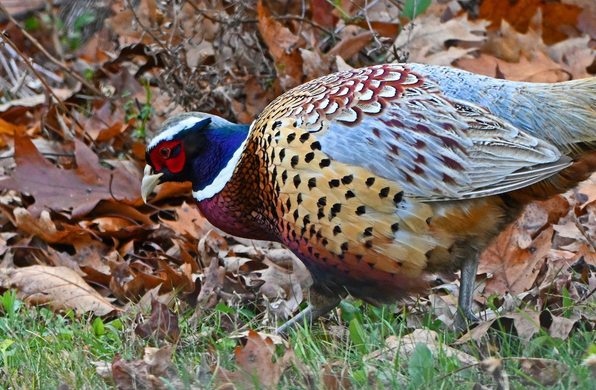 Фазан звичайний - ML645424451