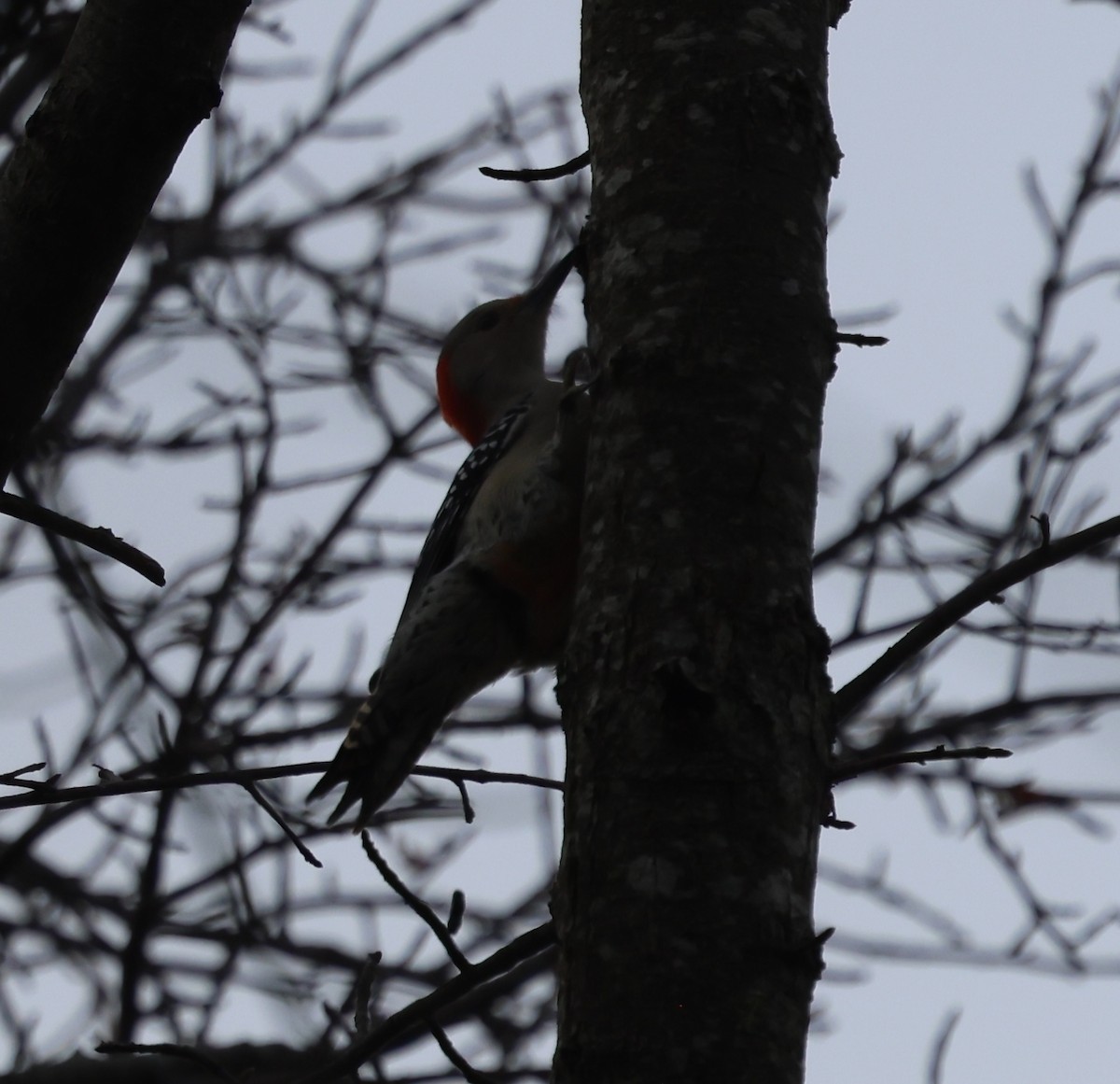 Гіла каролінська - ML645424452