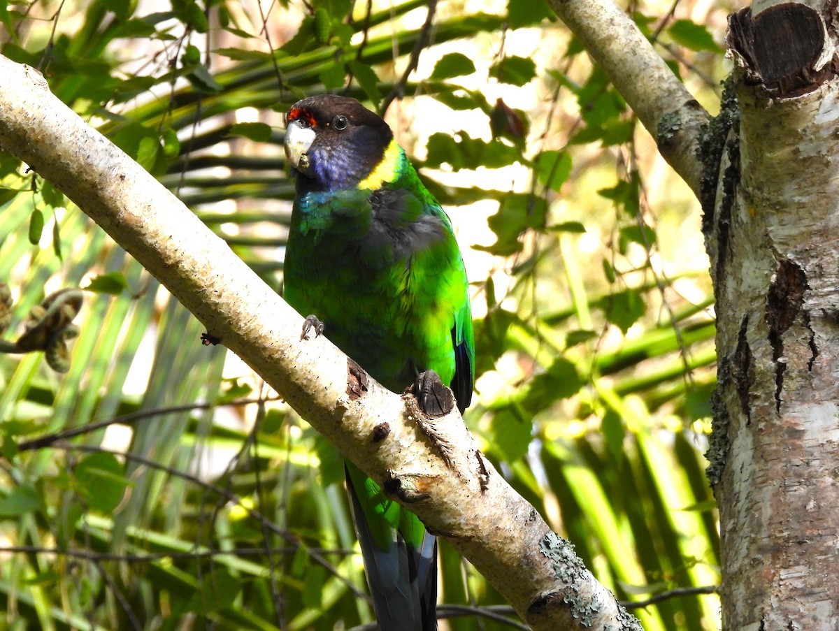 Розела чорноголова (підвид semitorquatus) - ML645424454