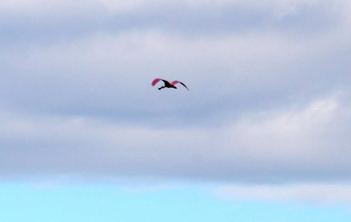 Косар рожевий - ML645424455