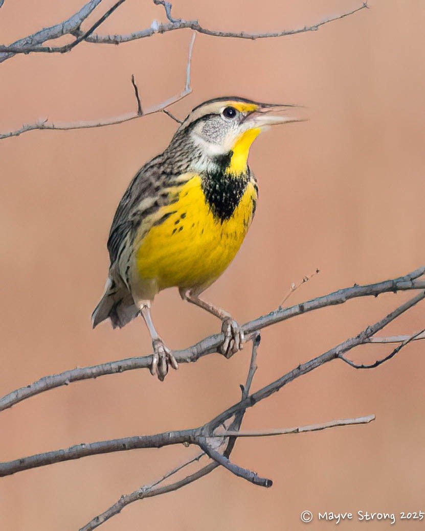 Шпаркос східний - ML645424456