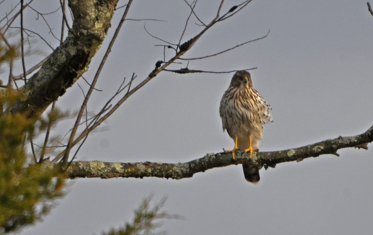 Яструб чорноголовий - ML645424457