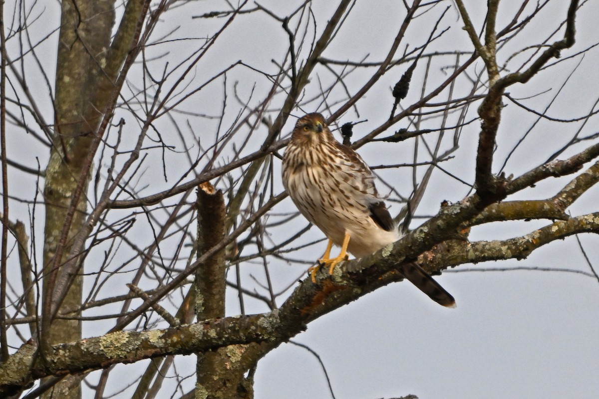 Cooper's Hawk - ML645424458
