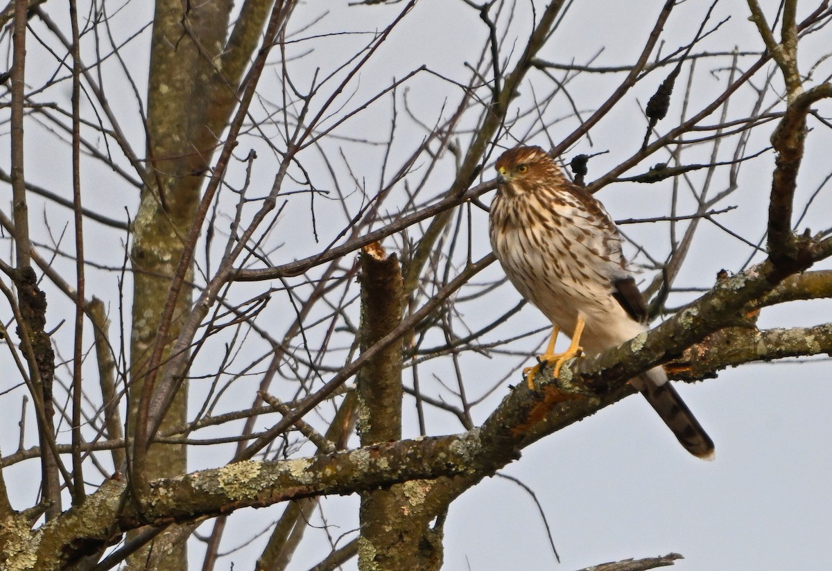 Яструб чорноголовий - ML645424459