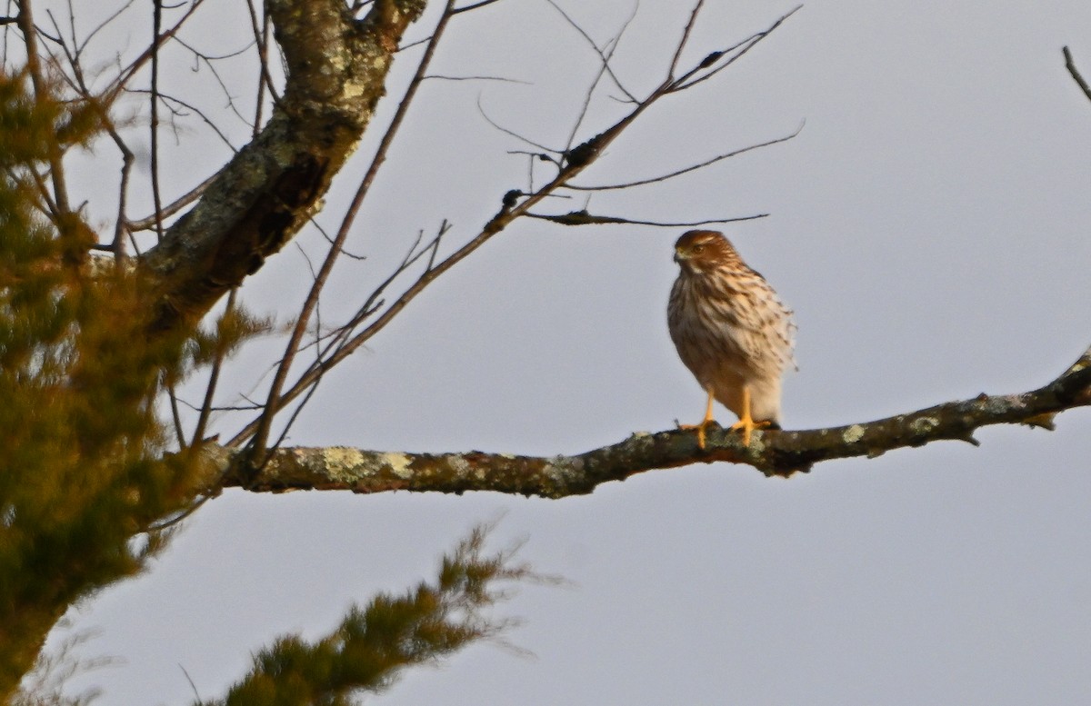 Cooper's Hawk - ML645424460