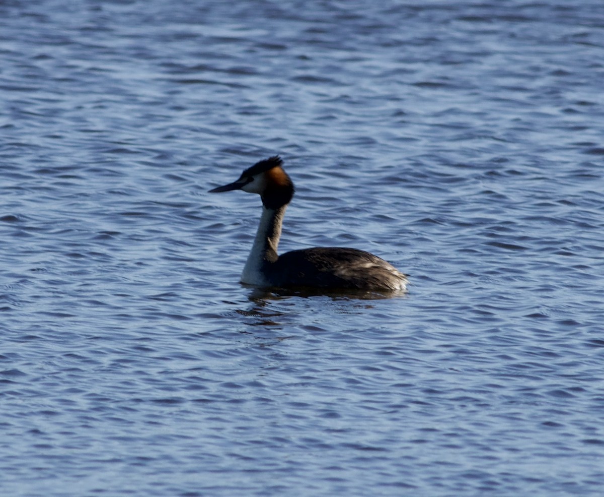 Пірникоза велика - ML645424461