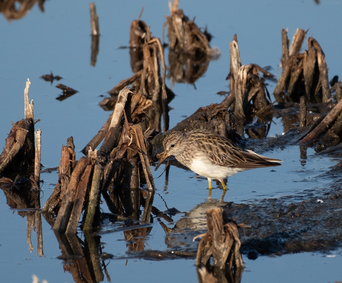 Побережник арктичний - ML645424462