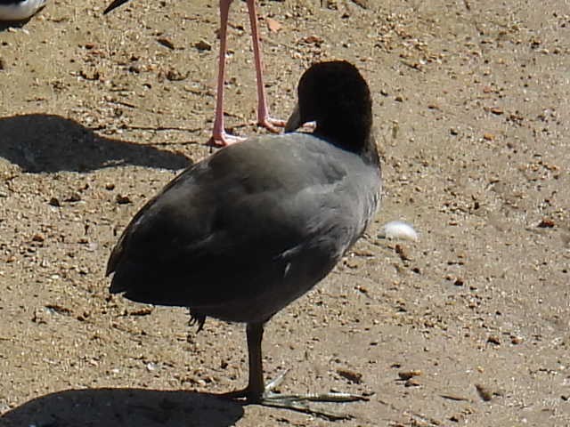 Лиска американська - ML645424463