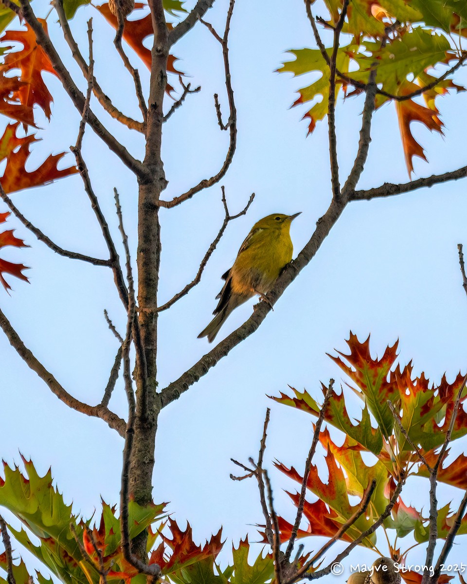 Пісняр-лісовик сосновий - ML645424464