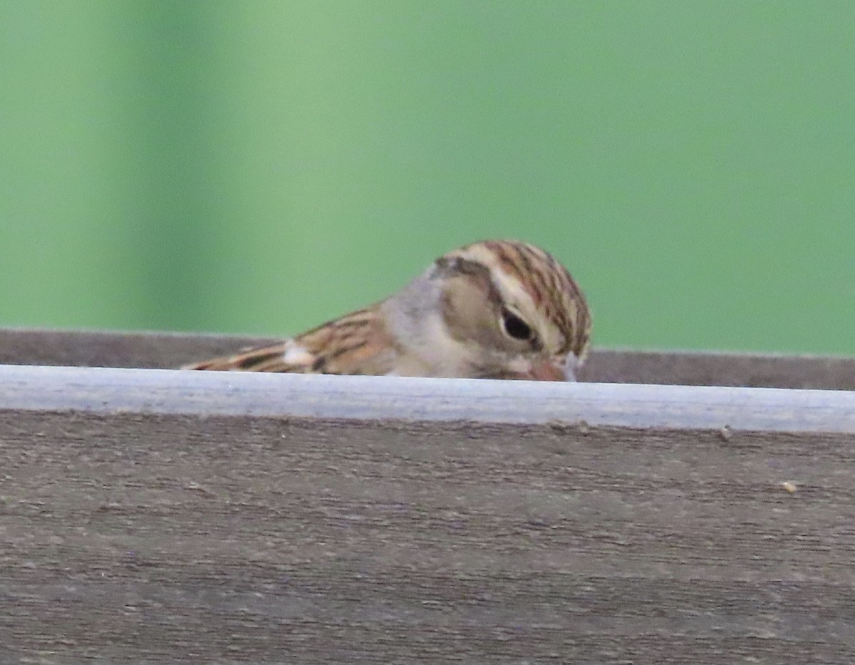 Карнатка білоброва - ML645424465