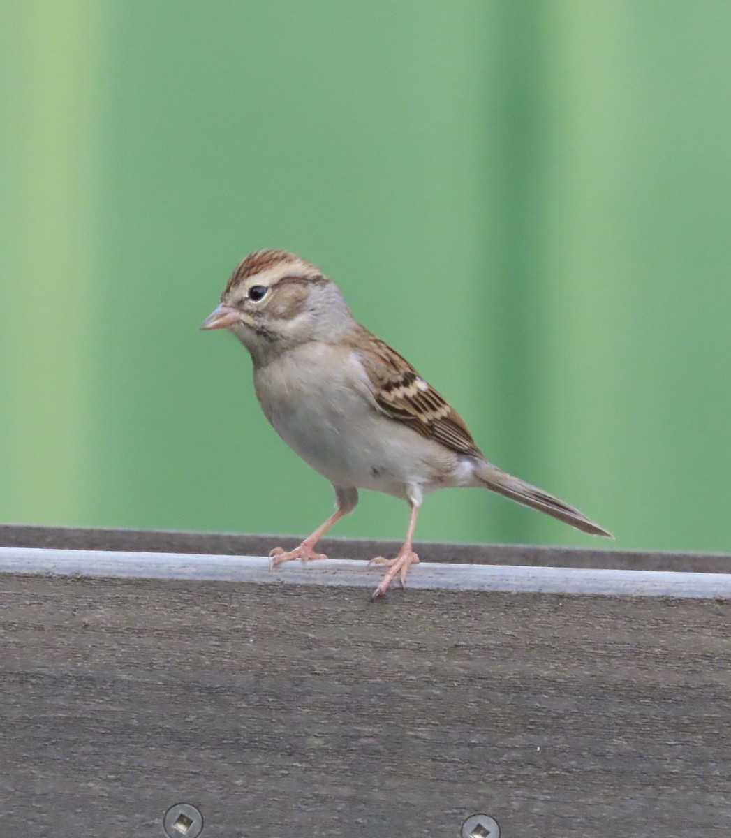 Карнатка білоброва - ML645424466