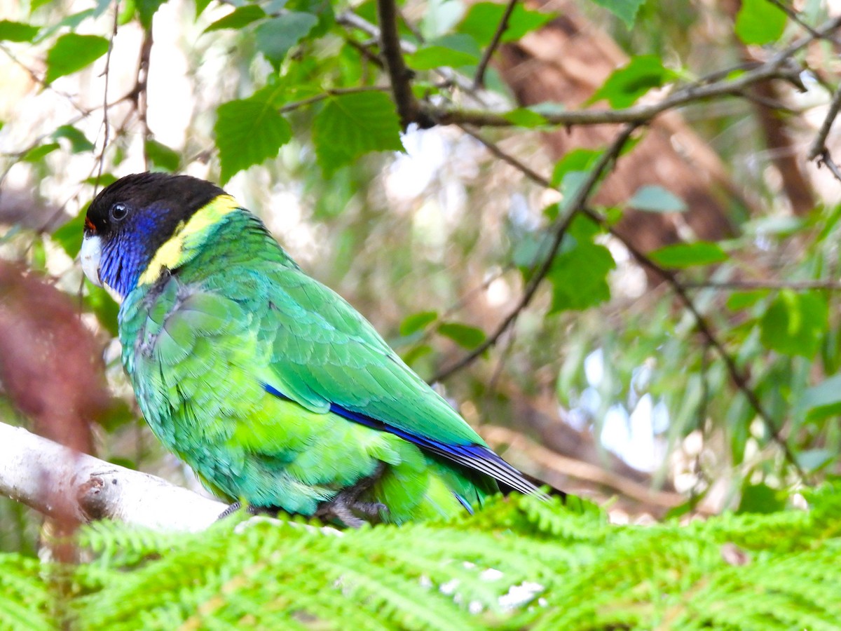 Розела чорноголова (підвид semitorquatus) - ML645424467