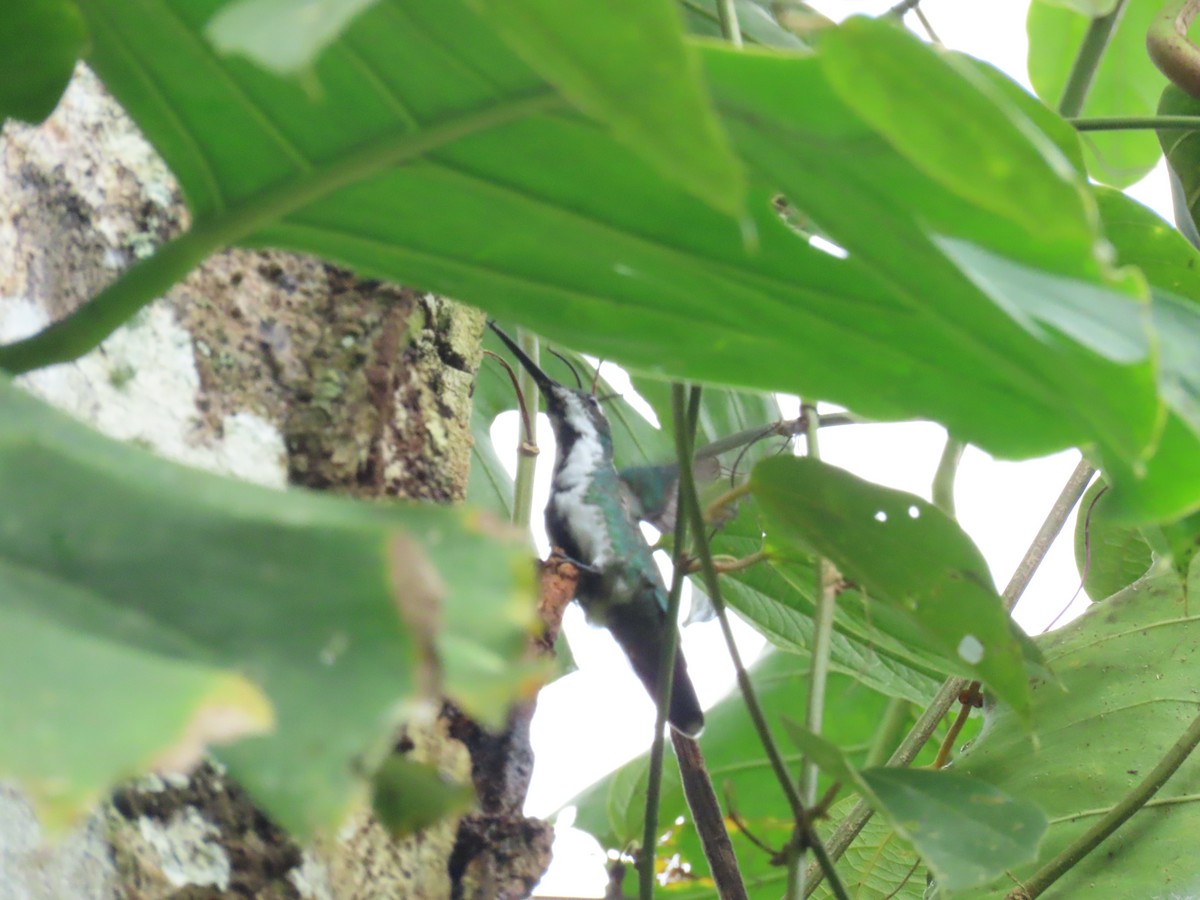 Колібрі-манго чорногорлий - ML645424468