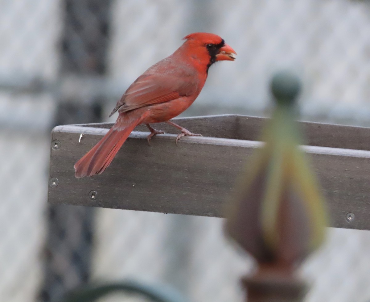 Northern Cardinal - ML645424500