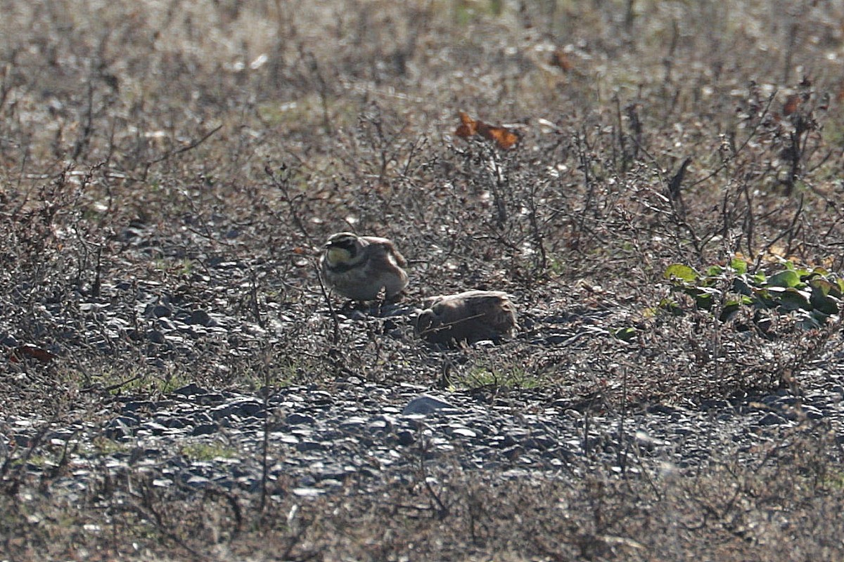 Horned Lark - ML645424502