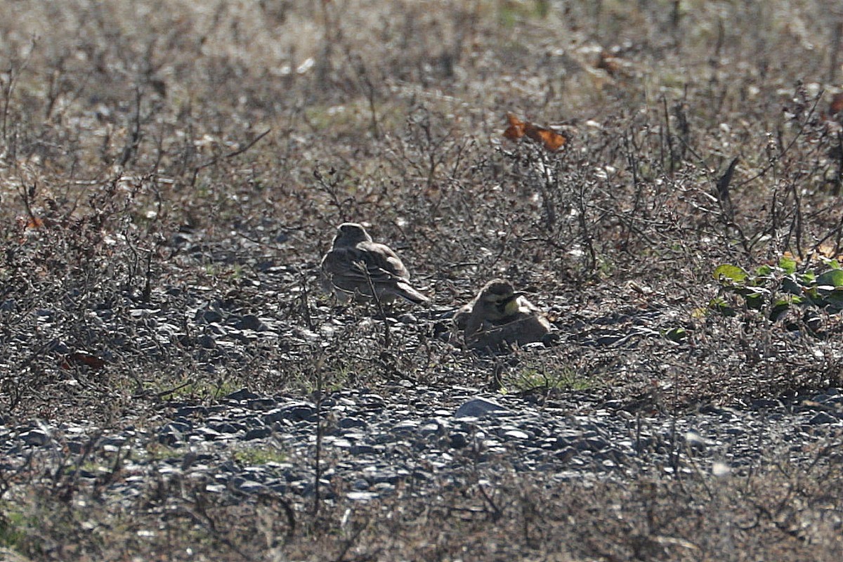 Horned Lark - ML645424503