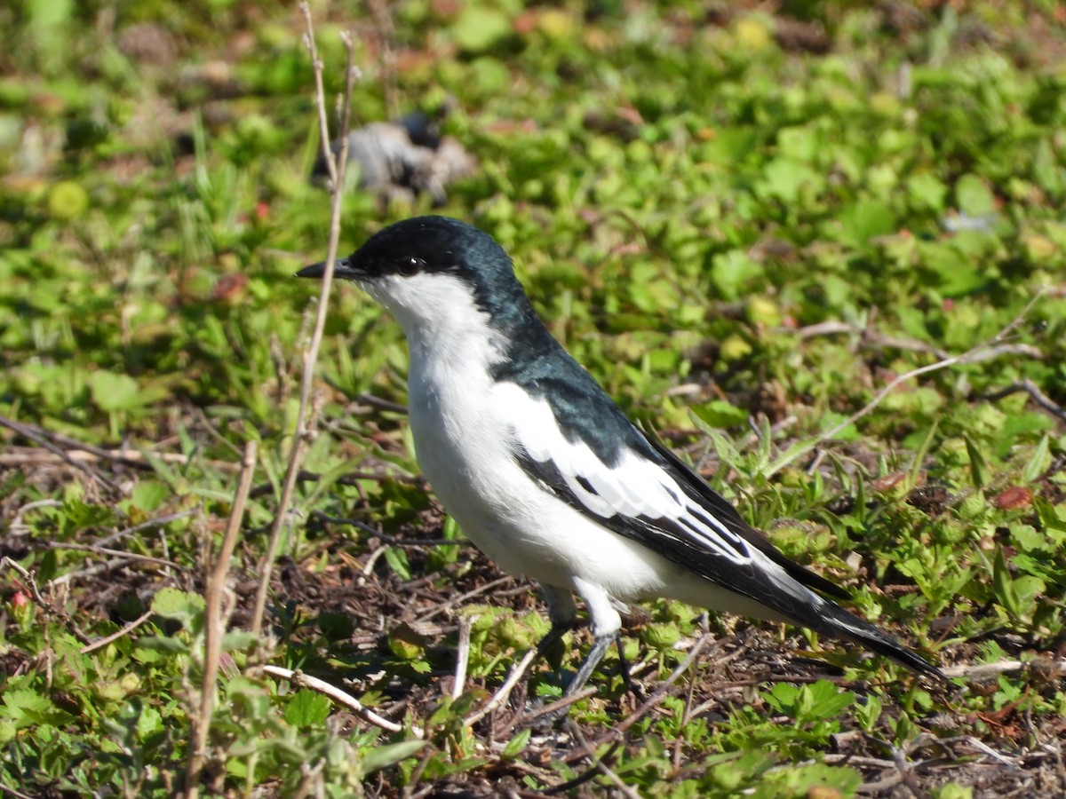 White-winged Triller - ML645424506