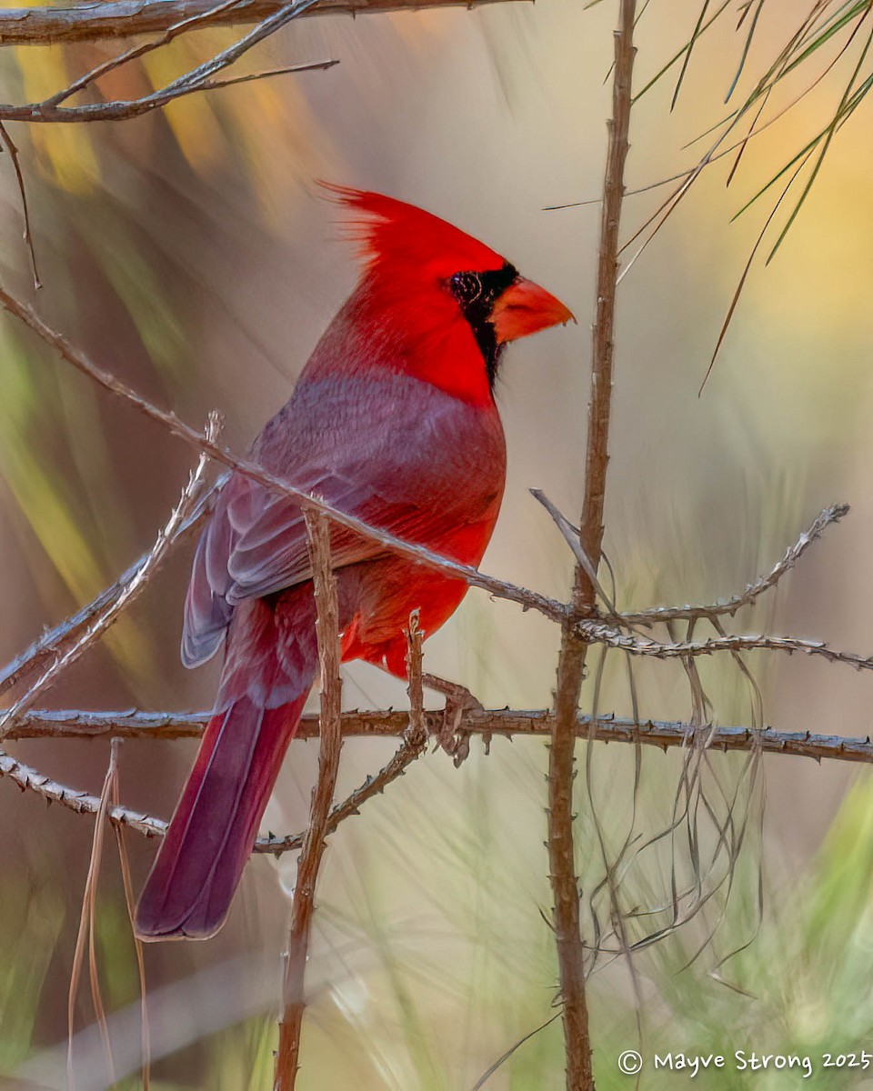 Northern Cardinal - ML645424508
