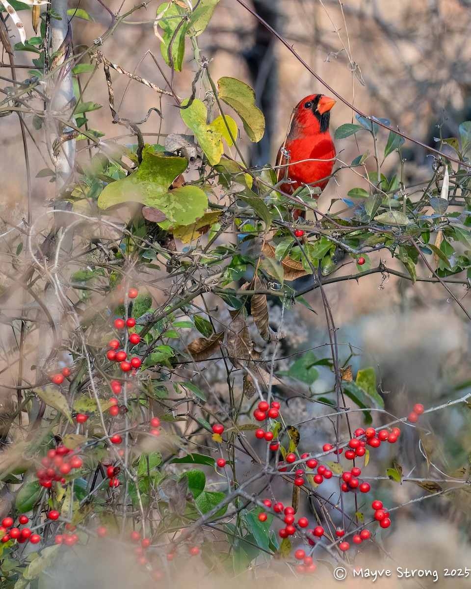 Northern Cardinal - ML645424509