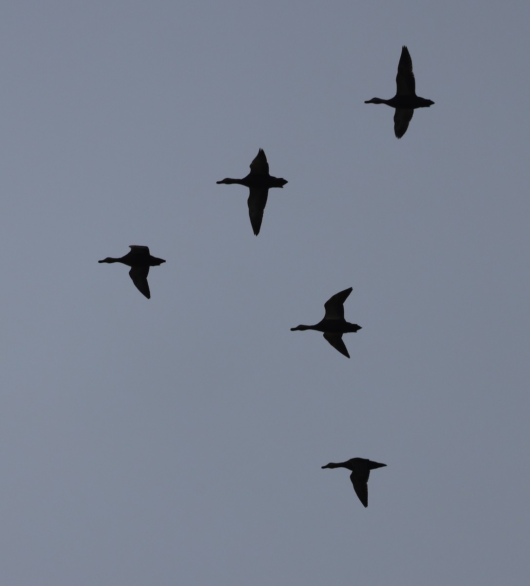 kachna tmavá - ML645424510