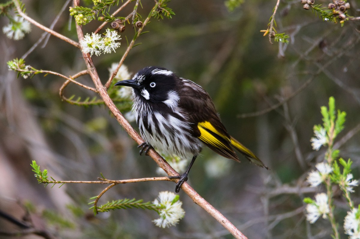 New Holland Honeyeater - ML645424513