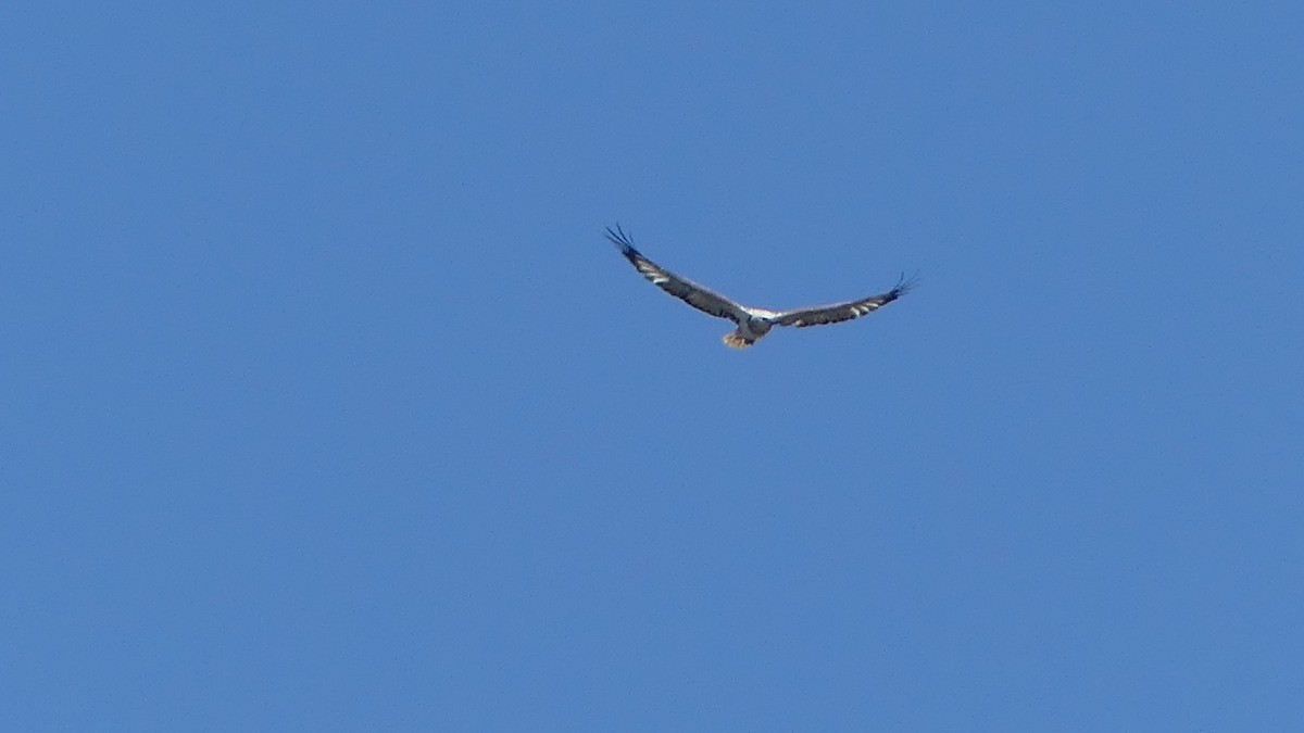 Milano Colicuadrado - ML645424515