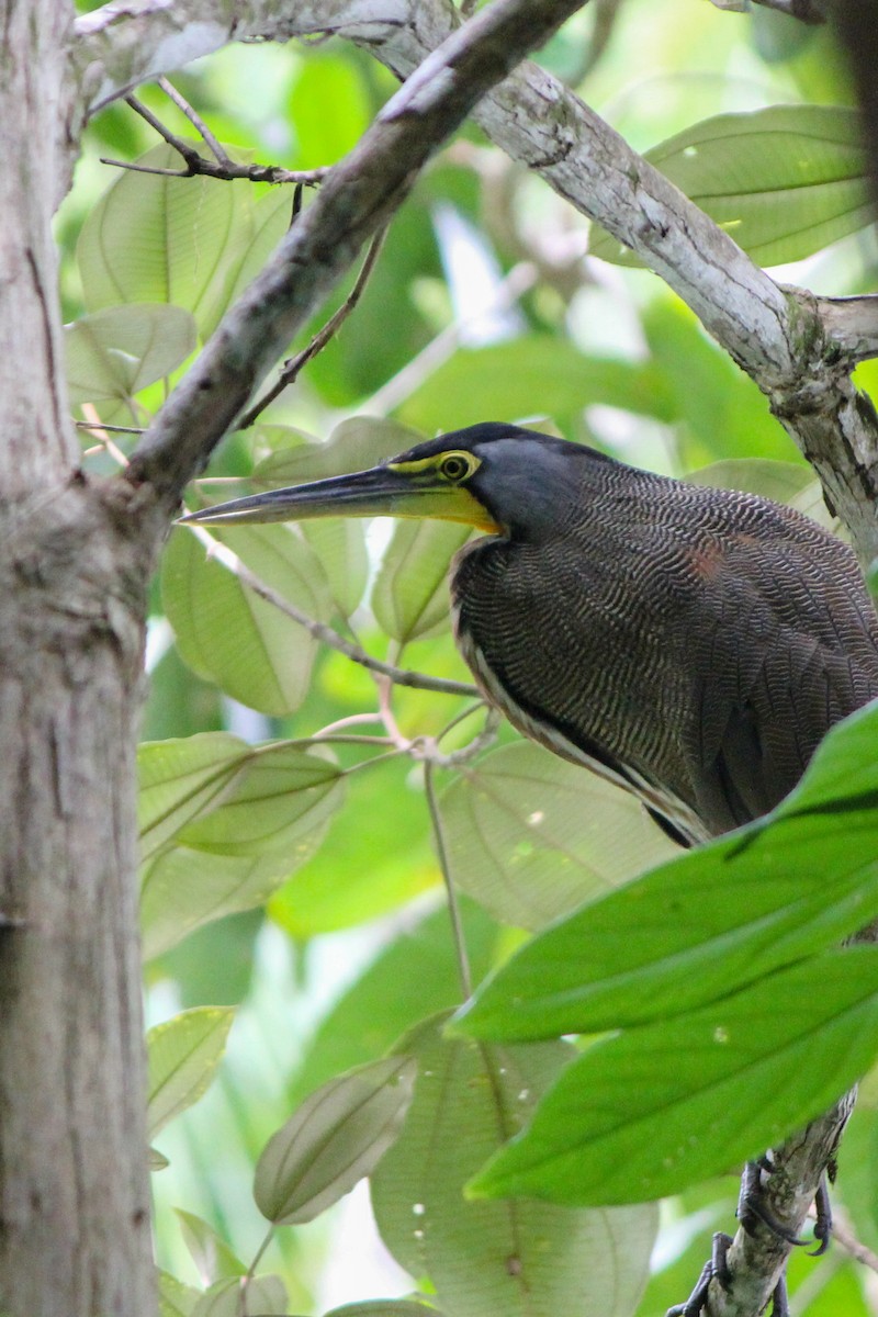 Bare-throated Tiger-Heron - ML645424527