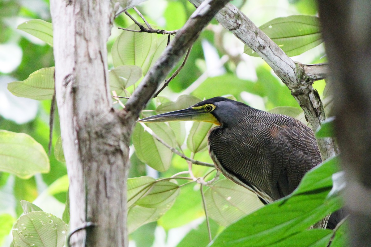 Bare-throated Tiger-Heron - ML645424528