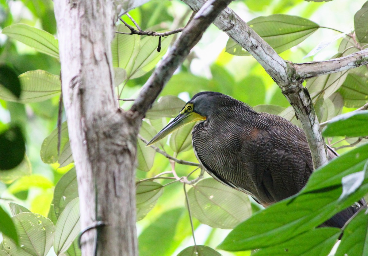 Bare-throated Tiger-Heron - ML645424529