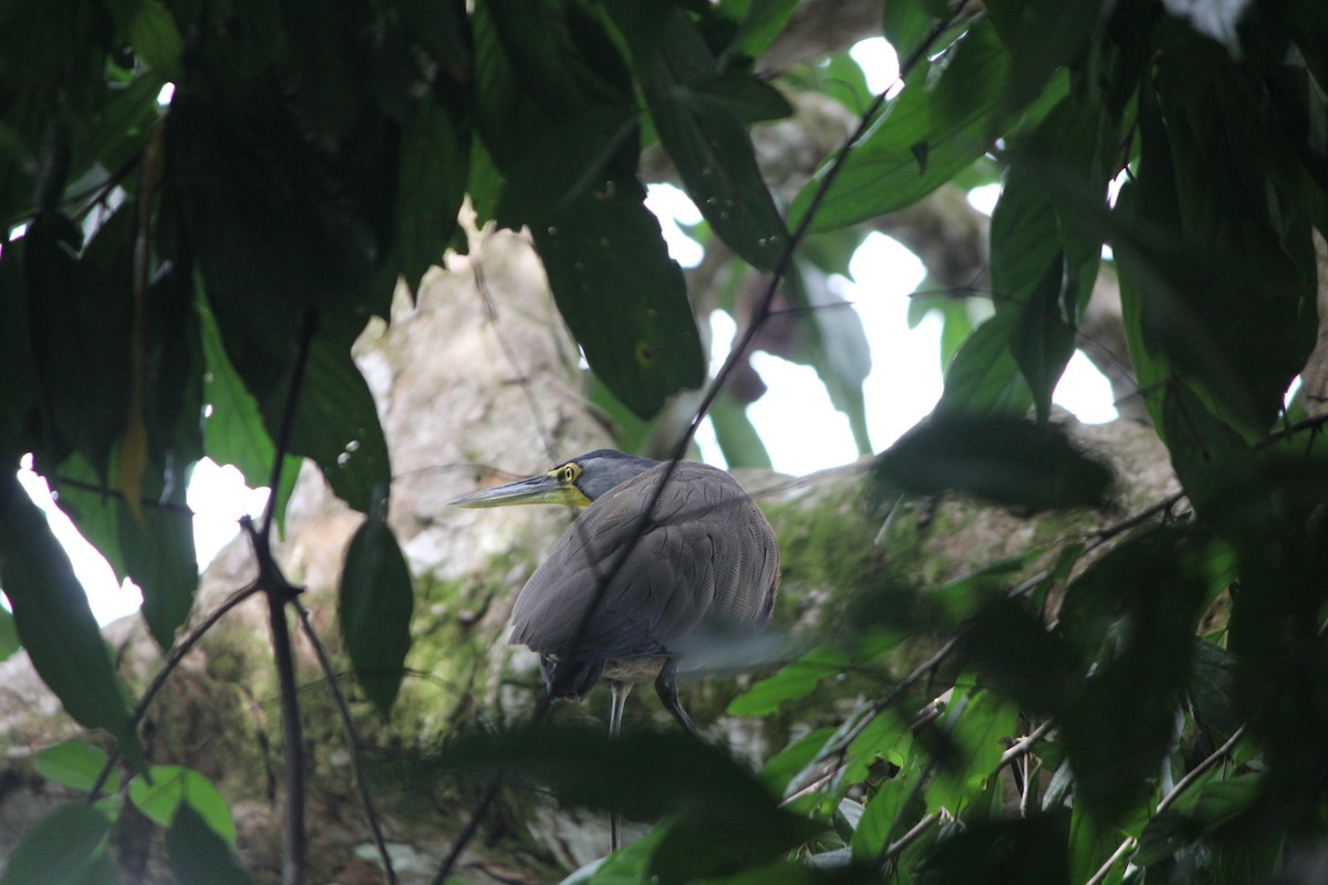 Bare-throated Tiger-Heron - ML645424530
