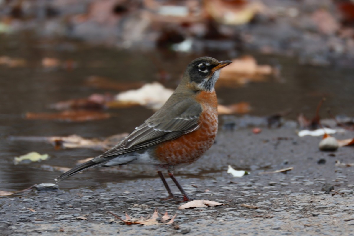 Дрізд мандрівний - ML645424548