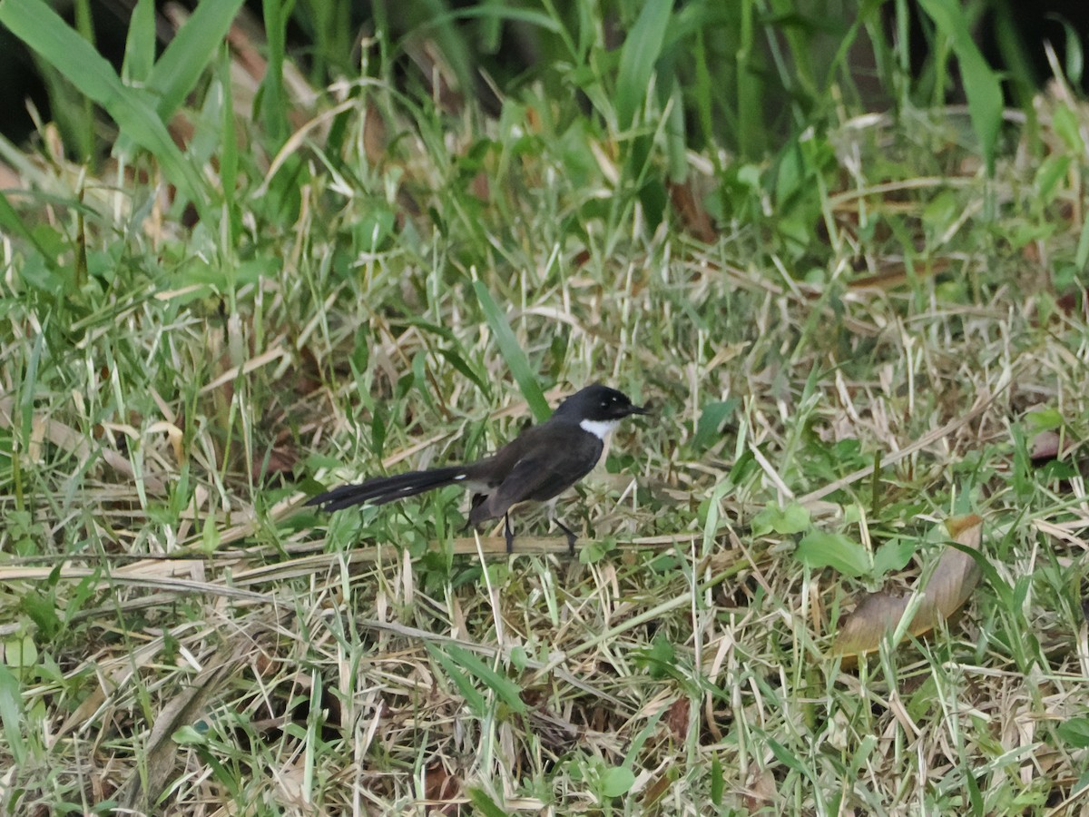 Malaienfächerschwanz - ML645424550