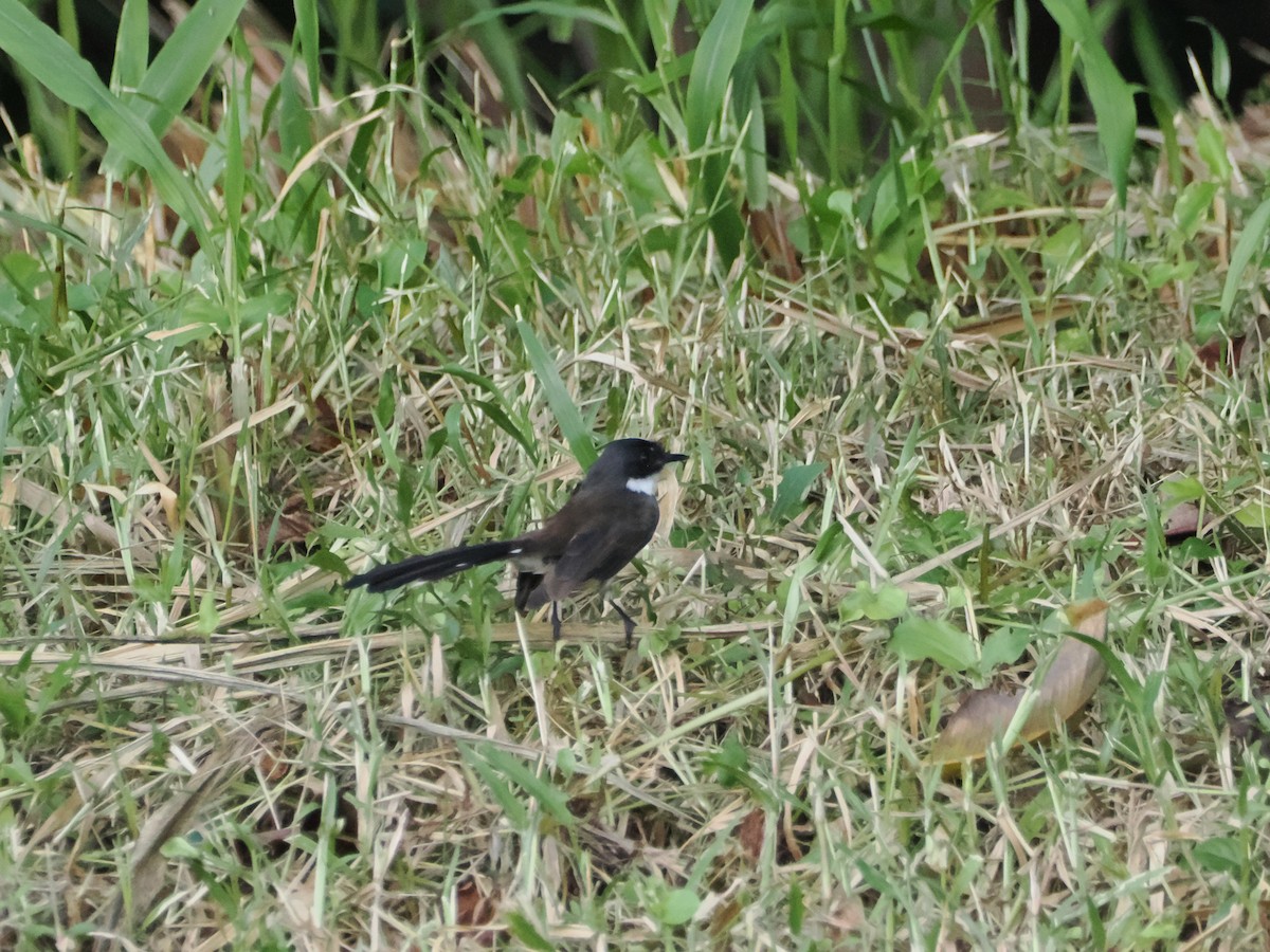 Malaienfächerschwanz - ML645424551