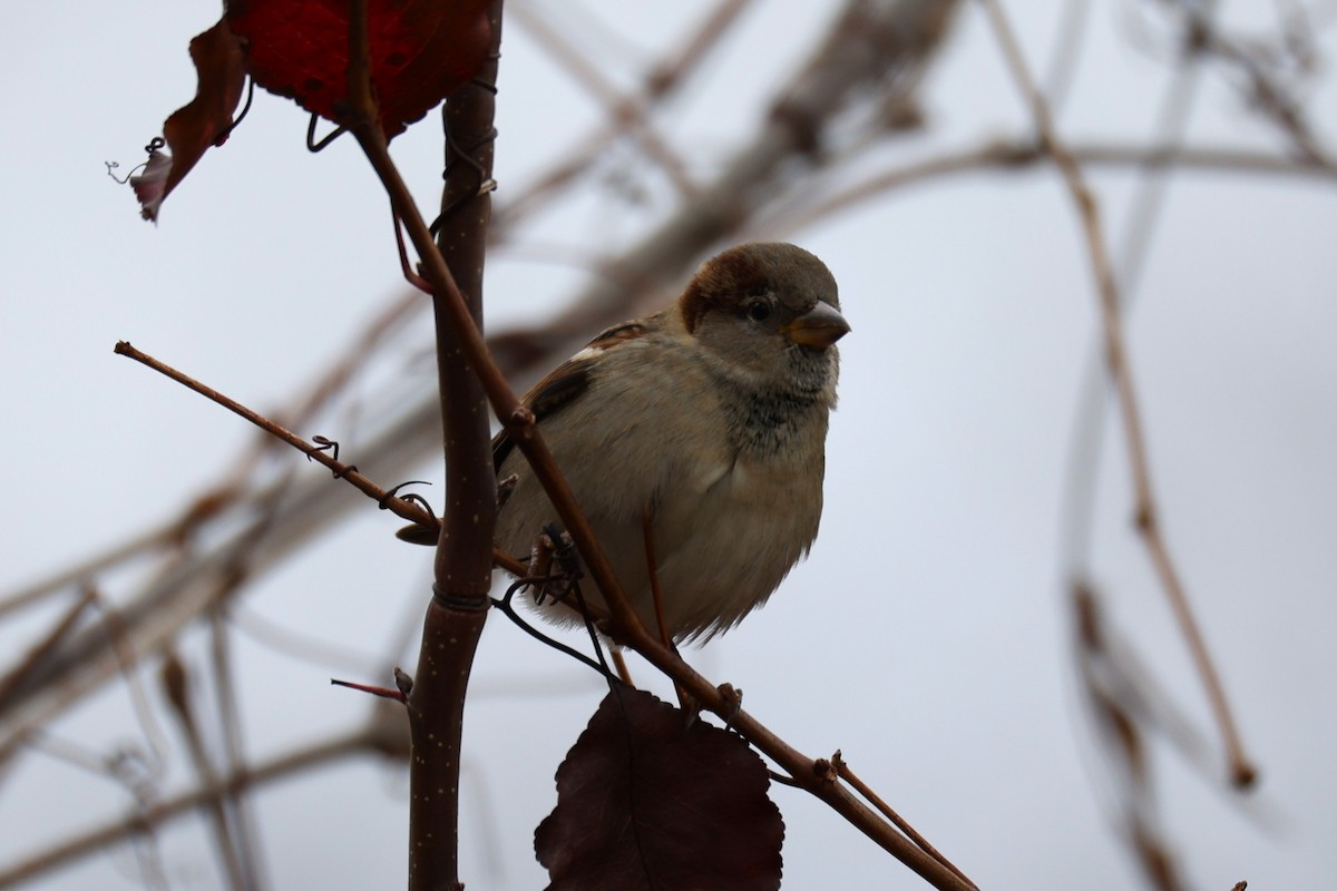 דרור הבית - ML645424565