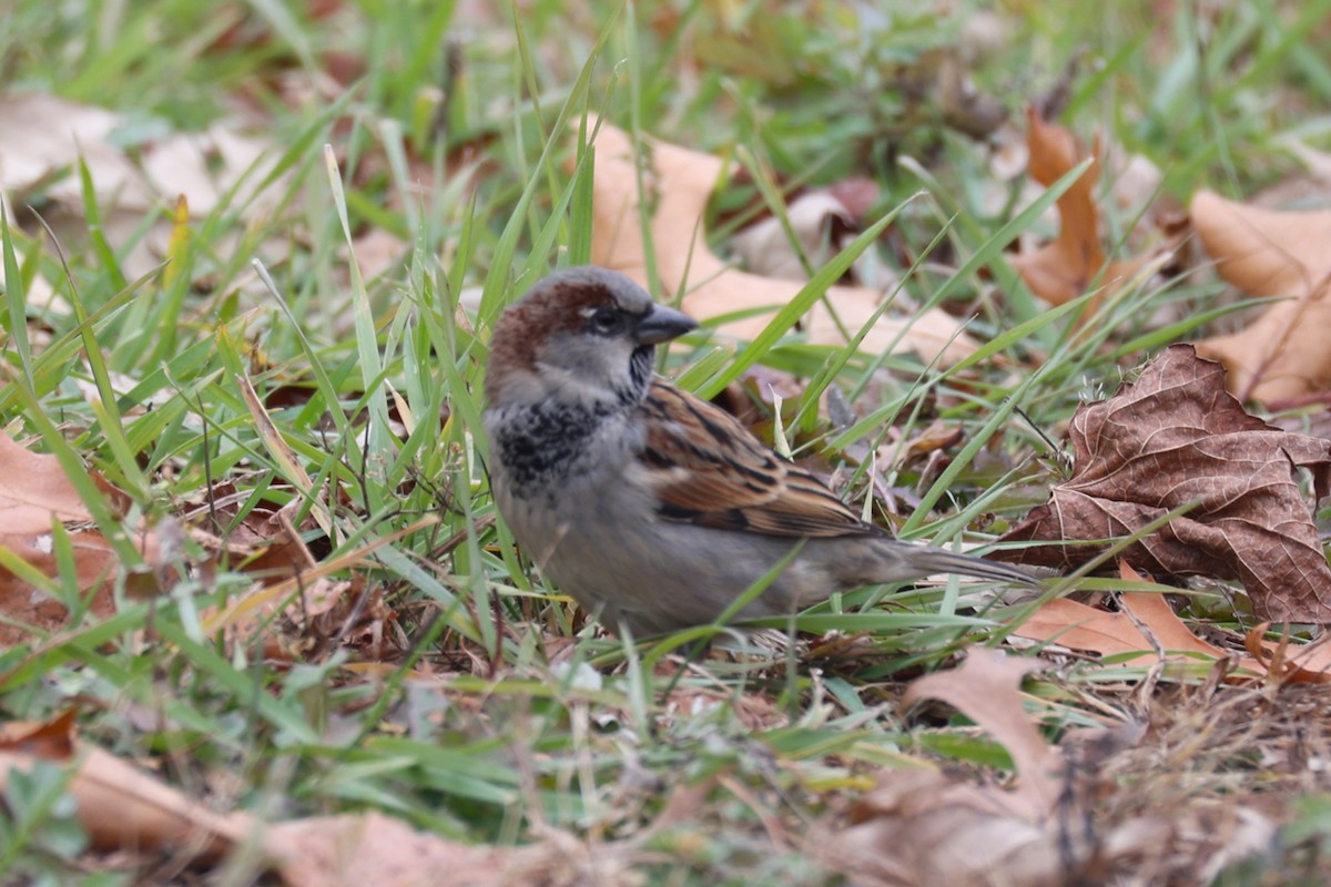 דרור הבית - ML645424566