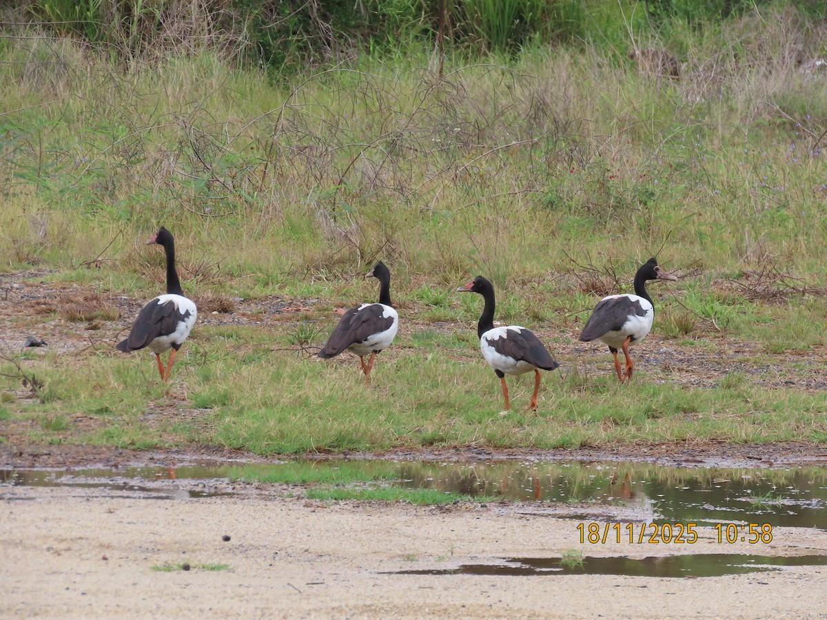 Magpie Goose - ML645424575