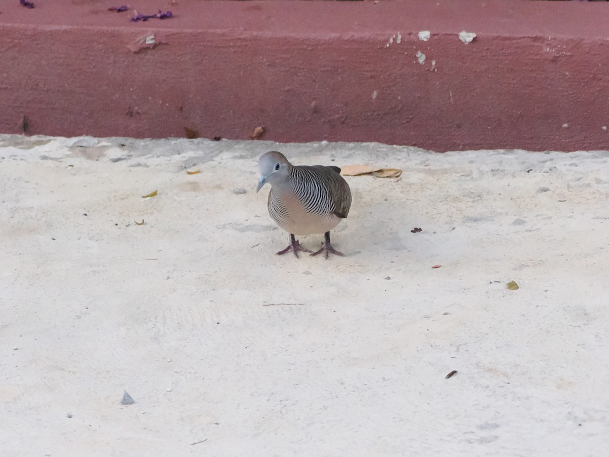 Sperbertäubchen - ML645424577