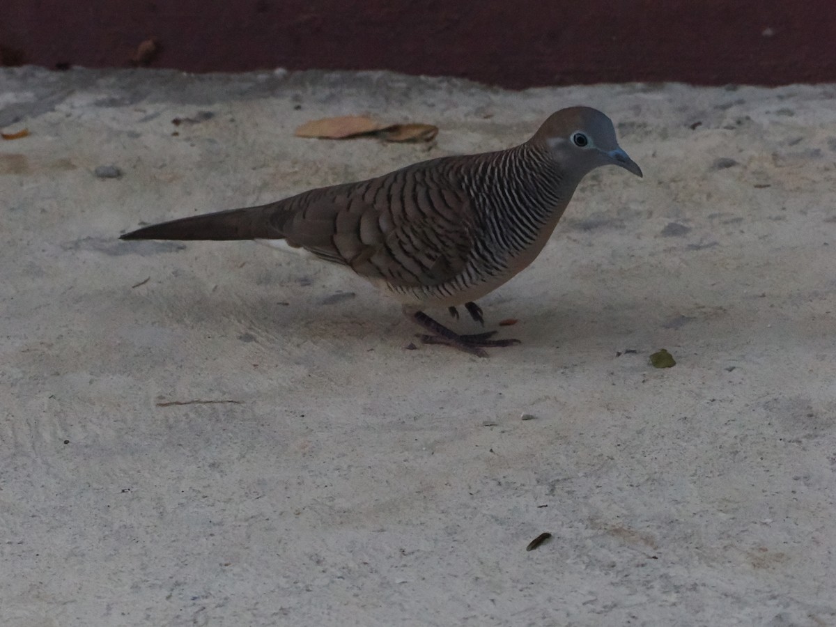 Sperbertäubchen - ML645424578