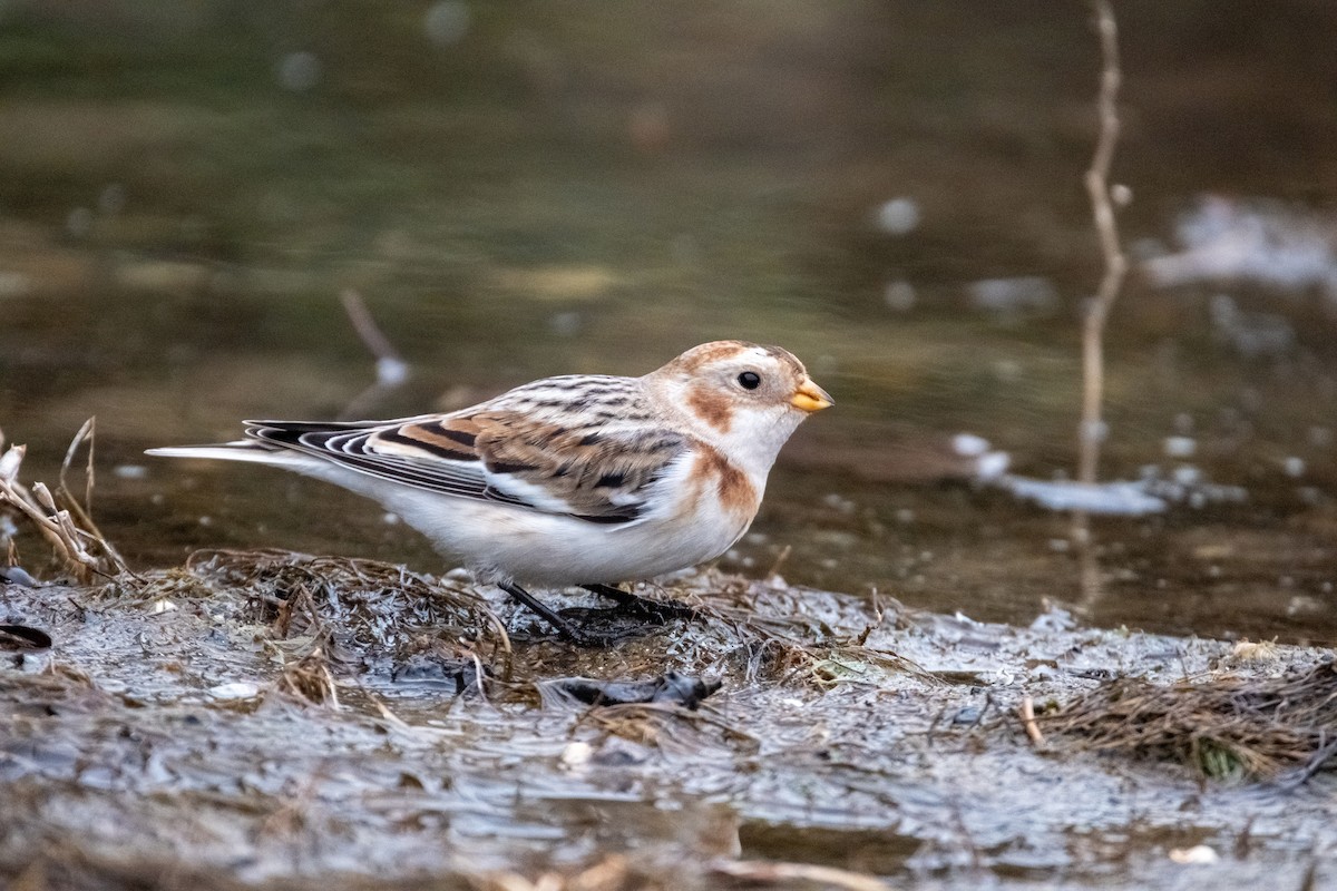 Snow Bunting - ML645424590